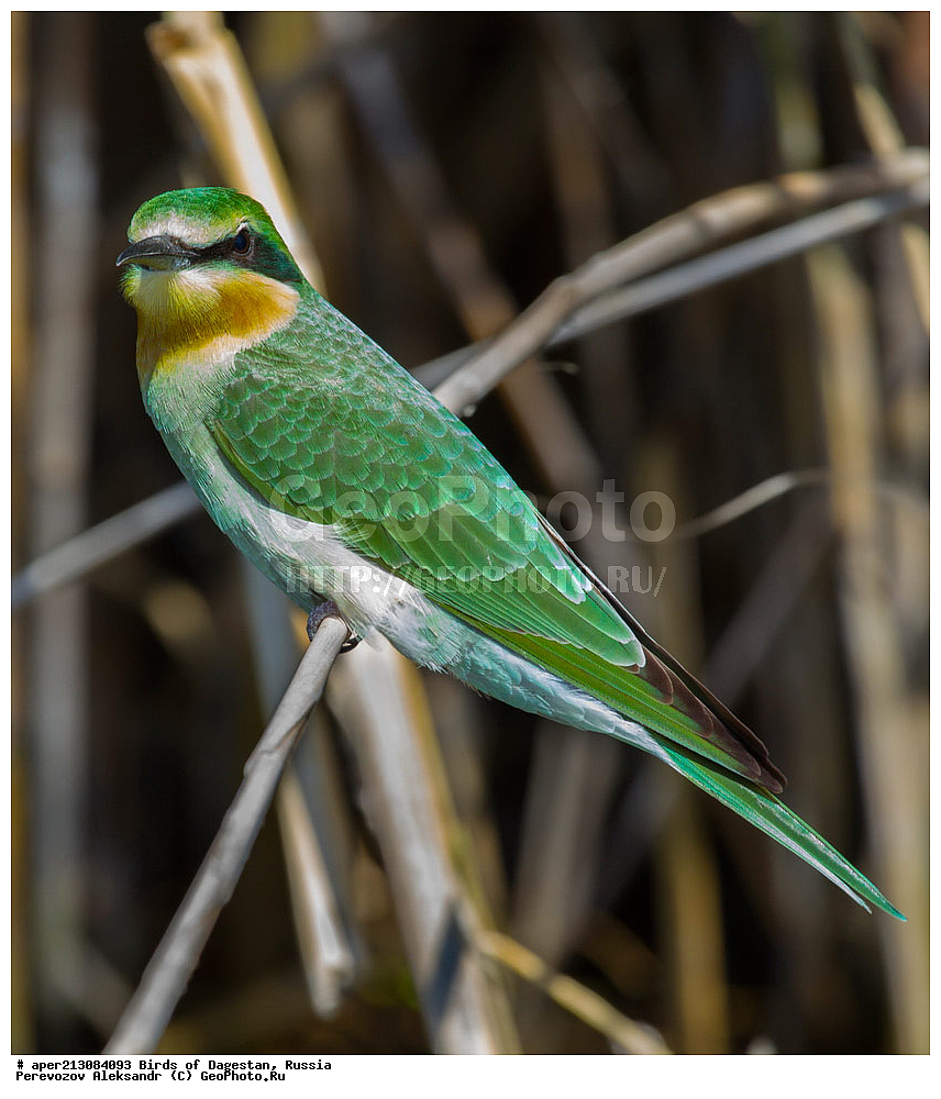 ����� ���������, �����, ��������, ������, ��������, ��������, ��������, �����������, �����, �����, XYZ, ��������, Meropidae, ������� �����, ������ �����, Merops persicus, ���������� �����, ���������� ����