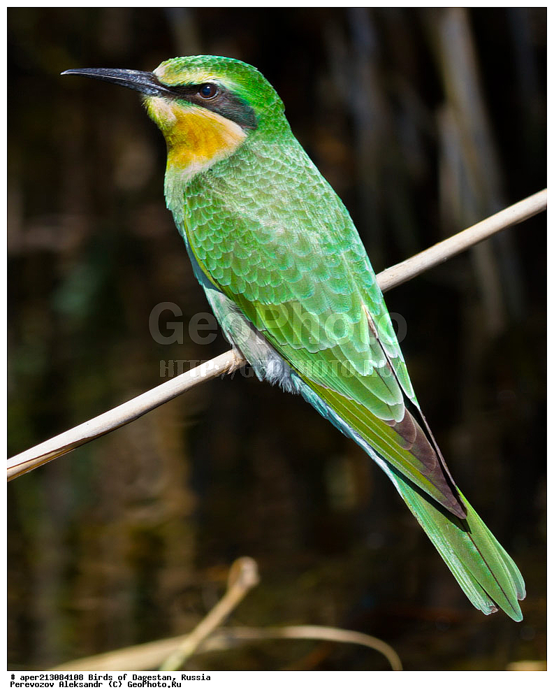 ����� ���������, �����, ��������, ������, ��������, ��������, ��������, �����������, �����, �����, XYZ, ��������, Meropidae, ������� �����, ������ �����, Merops persicus, ���������� �����, ���������� ����