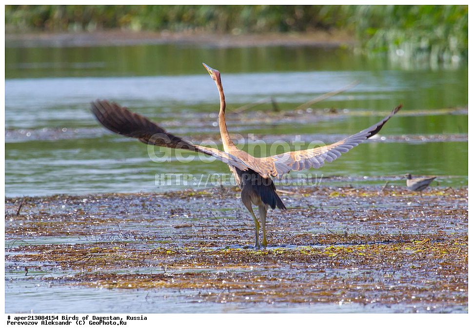 ����� ���������, �����, ��������, ������, ��������, ��������, ��������, �����������, �����, �����, XYZ, ��������, Ardeidae, ����� �����, Ardea purpurea, ���������� �����, ���������� ����