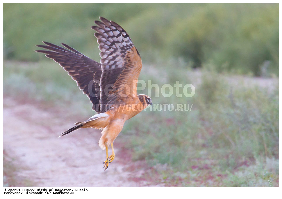 ����� ���������, �����, ��������, ������, ��������, ��������, ��������, �����������, ������ �����, ������ �����, XYZ, ����������, Accipitridae, ������� ����, Circus macrourus, ����������� �����, ���������� ����