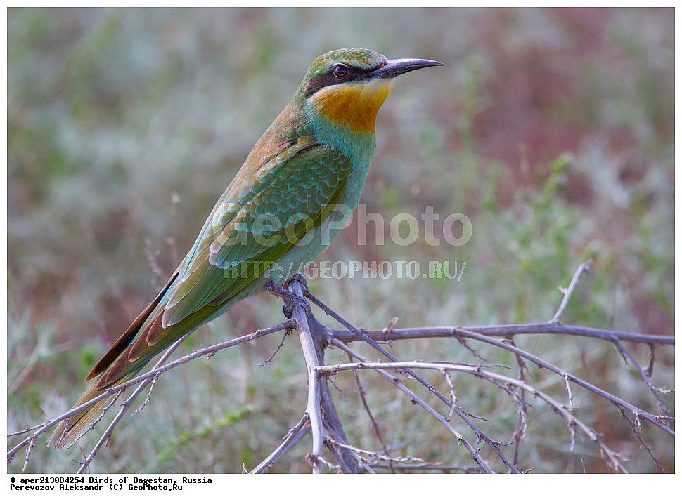 ����� ���������, �����, ��������, ������, ��������, ��������, ��������, �����������, �����, �����, XYZ, ��������, Meropidae, ������� �����, ������ �����, Merops persicus, ���������� �����, ���������� ����