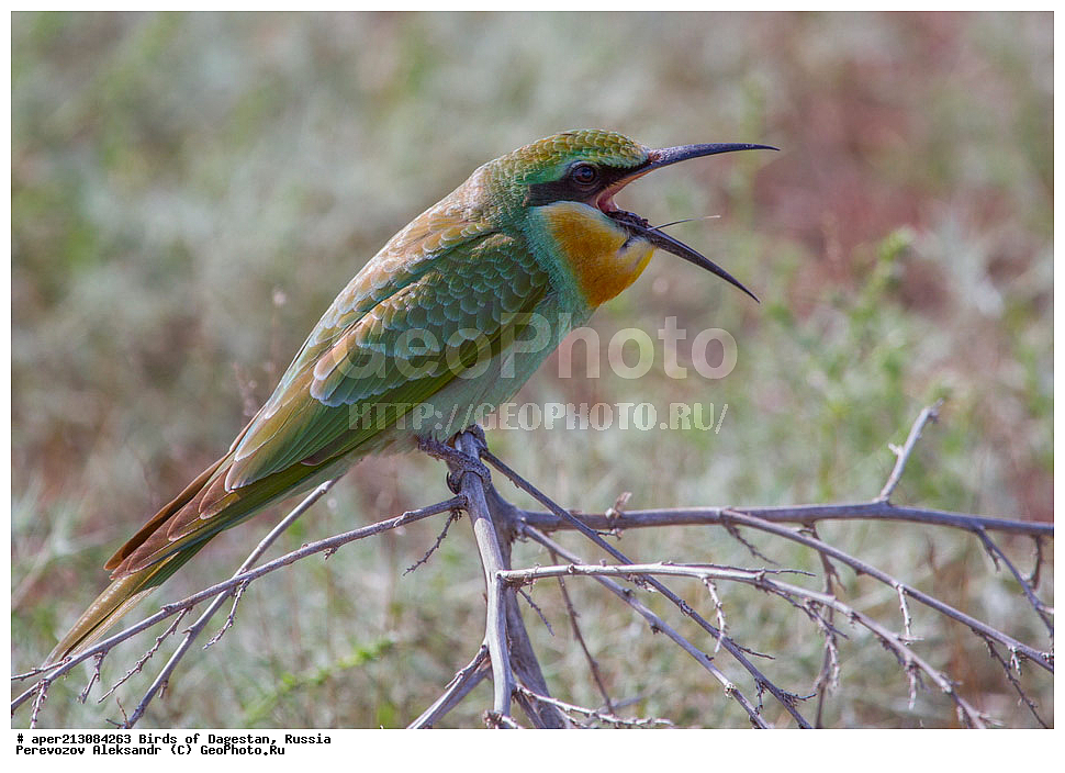 ����� ���������, �����, ��������, ������, ��������, ��������, ��������, �����������, �����, �����, XYZ, ��������, Meropidae, ������� �����, ������ �����, Merops persicus, ���������� �����, ���������� ����