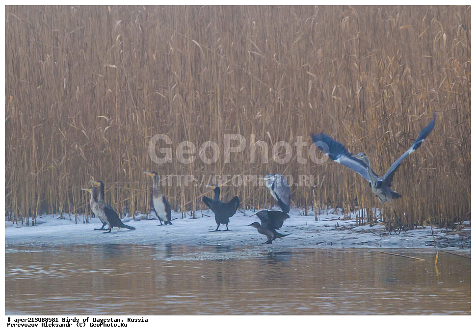 ����� ���������, �����, ��������, ������, ��������, ��������, ��������, �����������, ������� �����, ������� �����, XYZ, ����������, Phalacrocoracidae, ��������, Ardeidae, ������� ������, Phalacrocorax carbo, ����� ������, Phalacrocorax pygmeus, Microcarbo pygmeus, ����� �����, Ardea cinerea, ����������� �����, ���������� ����