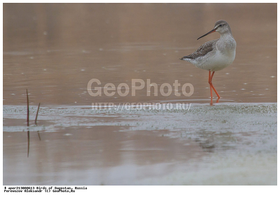 ����� ���������, �����, ��������, ������, ��������, ��������, ��������, �����������, �����, �����, �����, ������, XYZ, ���������, Scolopacidae, ٸ����, ������, Tringa erythropus, ����������� �����, ���������� ����