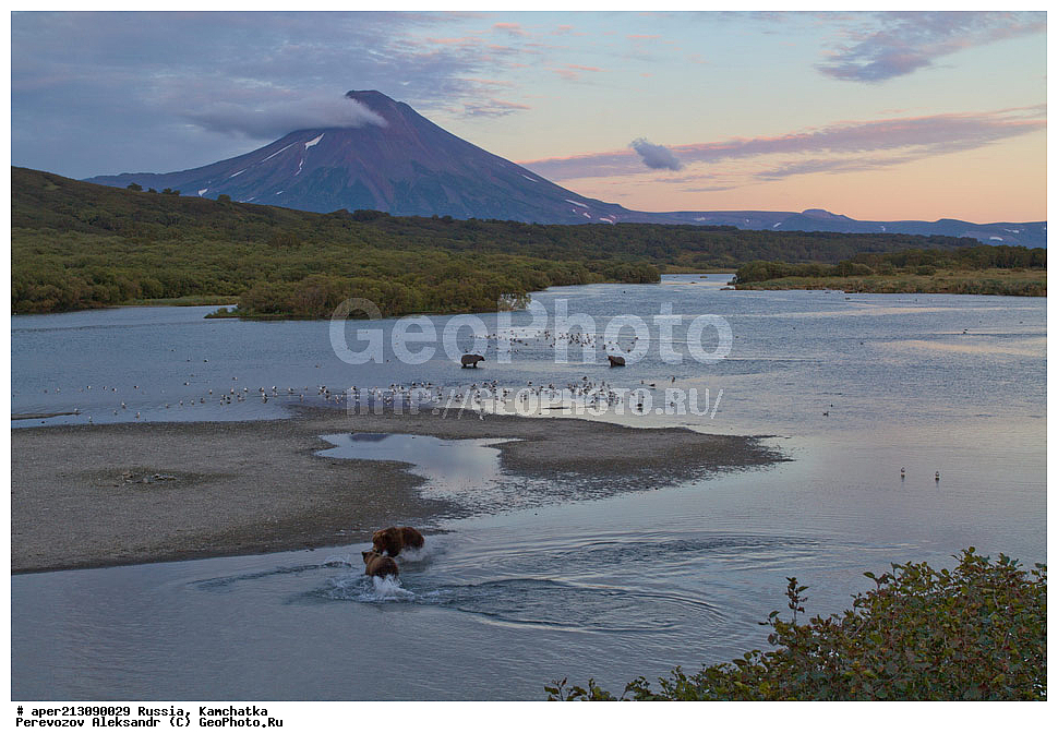 ����� ���������� , Ursidae, Ursus arctos, XYZ, ��������, ��������, ������������ �������, �� ��������, ����-���������� ��������, ��������, ��������, �����, �����, �������������, �������������, ������, �������, ����� �������