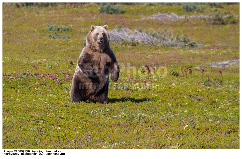 ����� ���������� , Ursidae, Ursus arctos, XYZ, ��������, ��������, ������������ �������, �� ��������, ����-���������� ��������, ��������, ��������, �����, �����, �������������, �������������, ������, �������, ����� �������