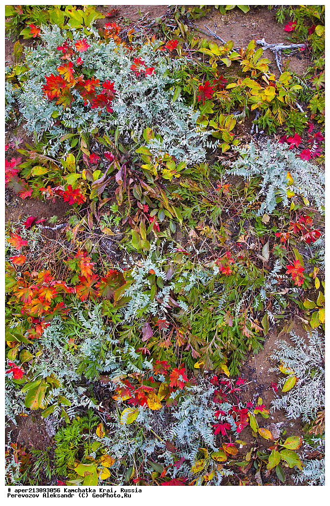  ���������� ��������, ���������� ����, ��������� ����������, ������, �������� ����, �������, ��������, �����������