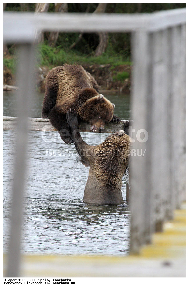 ����� ���������� , Ursidae, Ursus arctos, XYZ, ��������, ��������, ������������ �������, �� ��������, ����-���������� ��������, ��������, ��������, �����, �����, �������������, �������������, ������, �������, ����� �������, �������,