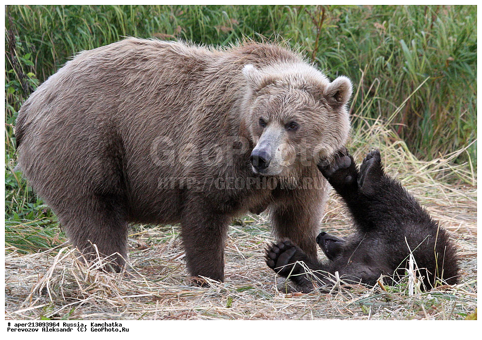 ����� ���������� , Ursidae, Ursus arctos, XYZ, ��������, ��������, ������������ �������, �� ��������, ����-���������� ��������, ��������, ��������, �����, �����, �������������, �������������, ������, �������, ����� �������