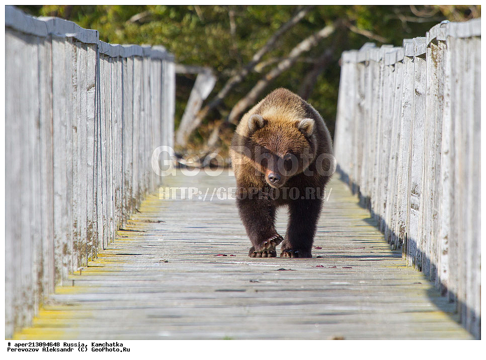 ����� ���������� , Ursidae, Ursus arctos, XYZ, ��������, ��������, ������������ �������, �� ��������, ����-���������� ��������, ��������, ��������, �����, �����, �������������, �������������, ������, �������, ����� �������, �������,