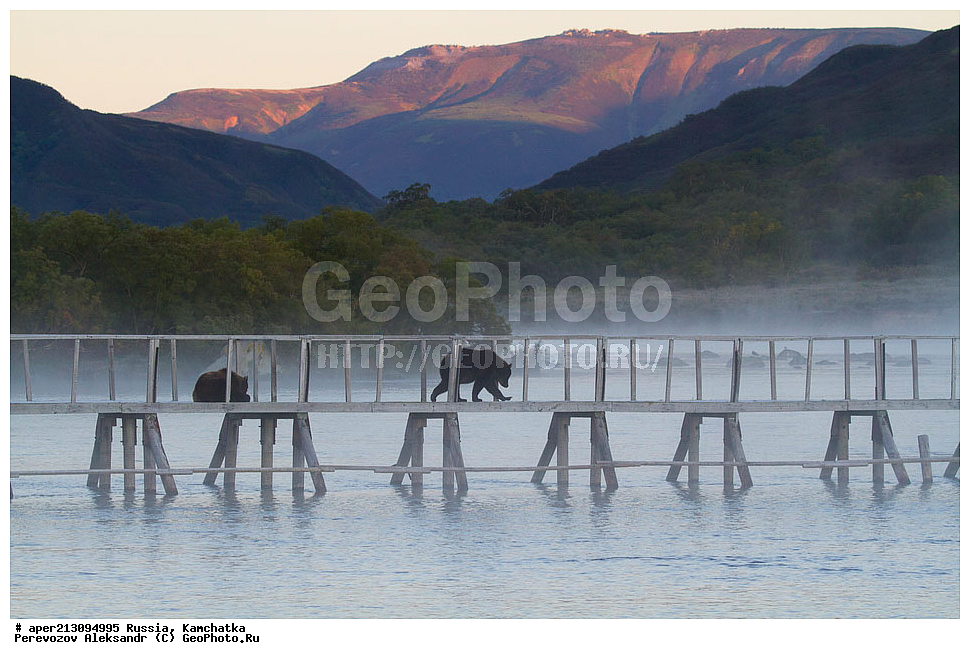 ����� ���������� , Ursidae, Ursus arctos, XYZ, ��������, ��������, ������������ �������, �� ��������, ����-���������� ��������, ��������, ��������, �����, �����, �������������, �������������, ������, �������, ����� �������, �������,