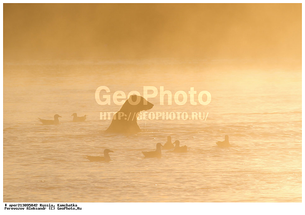 ����� ���������� , Ursidae, Ursus arctos, XYZ, ��������, ��������, ������������ �������, �� ��������, ����-���������� ��������, ��������, ��������, �����, �����, �������������, �������������, ������, �������, ����� �������