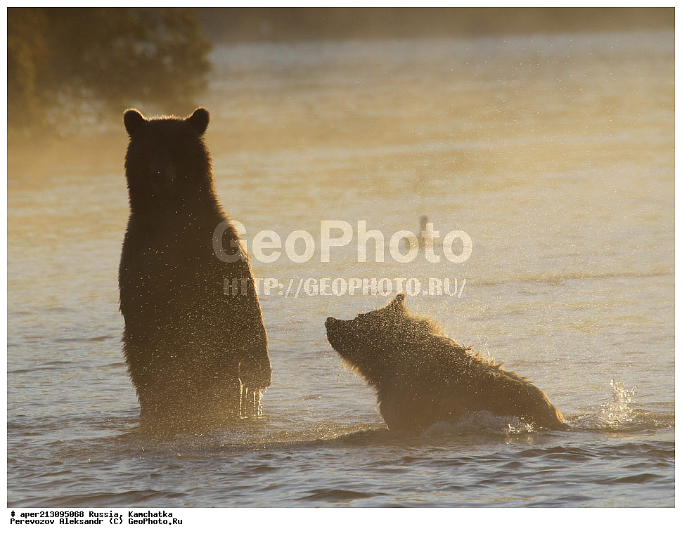 ����� ���������� , Ursidae, Ursus arctos, XYZ, ��������, ��������, ������������ �������, �� ��������, ����-���������� ��������, ��������, ��������, �����, �����, �������������, �������������, ������, �������, ����� �������, �������� ���,