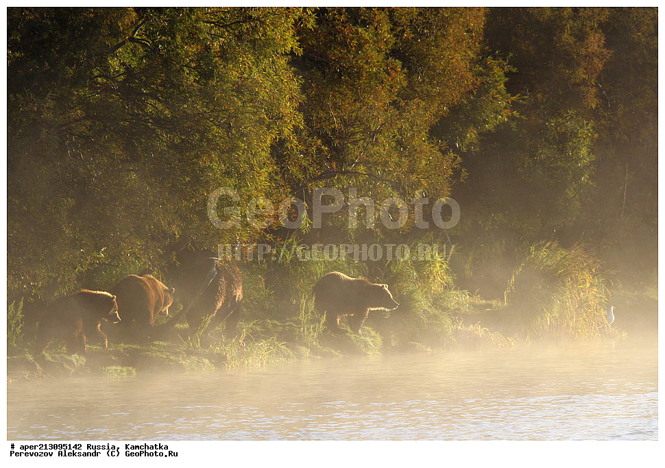 ����� ���������� , Ursidae, Ursus arctos, XYZ, ��������, ��������, ������������ �������, �� ��������, ����-���������� ��������, ��������, ��������, �����, �����, �������������, �������������, ������, �������, ����� �������, �������� ���,