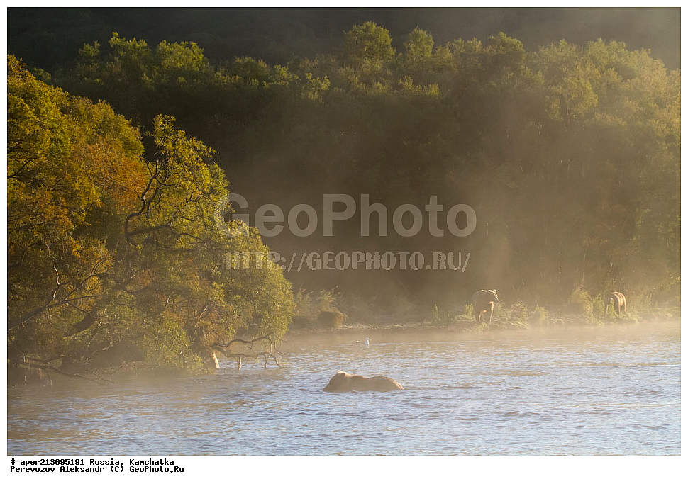 ����� ���������� , Ursidae, Ursus arctos, XYZ, ��������, ��������, ������������ �������, �� ��������, ����-���������� ��������, ��������, ��������, �����, �����, �������������, �������������, ������, �������, ����� �������