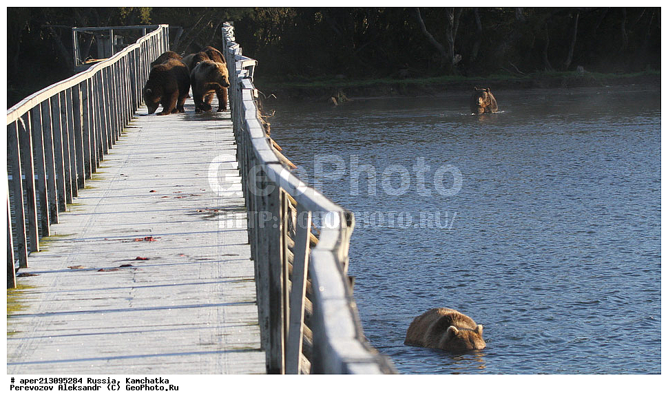 ����� ���������� , Ursidae, Ursus arctos, XYZ, ��������, ��������, ������������ �������, �� ��������, ����-���������� ��������, ��������, ��������, �����, �����, �������������, �������������, ������, �������, ����� �������, �������,
