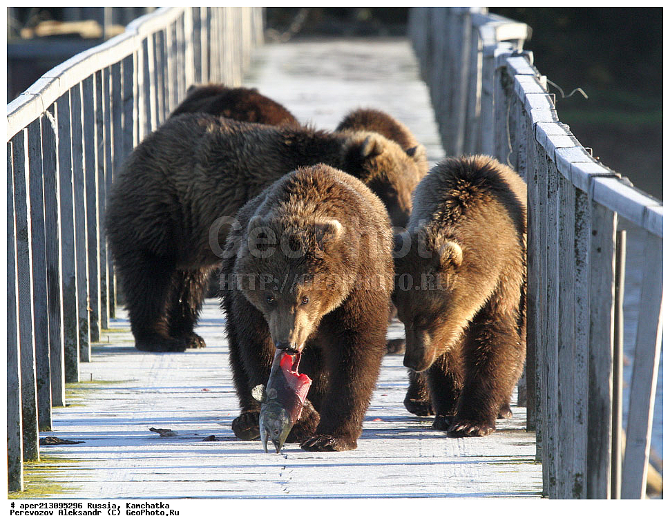 ����� ���������� , Ursidae, Ursus arctos, XYZ, ��������, ��������, ������������ �������, �� ��������, ����-���������� ��������, ��������, ��������, �����, �����, �������������, �������������, ������, �������, ����� �������, �������,