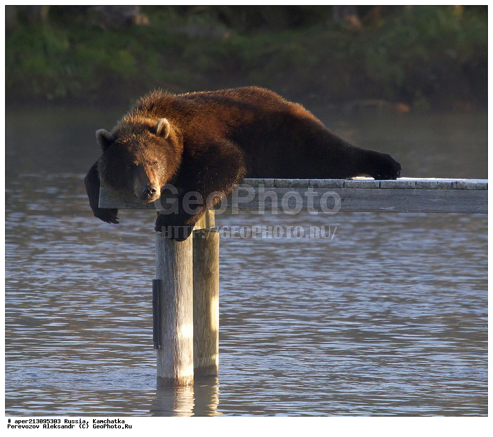 ����� ���������� , Ursidae, Ursus arctos, XYZ, ��������, ��������, ������������ �������, �� ��������, ����-���������� ��������, ��������, ��������, �����, �����, �������������, �������������, ������, �������, ����� �������, �������,