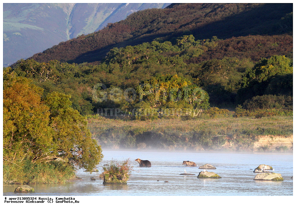 ����� ���������� , Ursidae, Ursus arctos, XYZ, ��������, ��������, ������������ �������, �� ��������, ����-���������� ��������, ��������, ��������, �����, �����, �������������, �������������, ������, �������, ����� �������