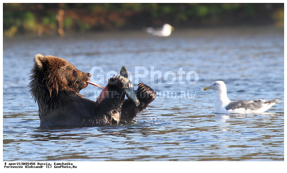 ����� ���������� , Ursidae, Ursus arctos, XYZ, ��������, ��������, ������������ �������, �� ��������, ����-���������� ��������, ��������, ��������, �����, �����, �������������, �������������, ������, �������, ����� �������
