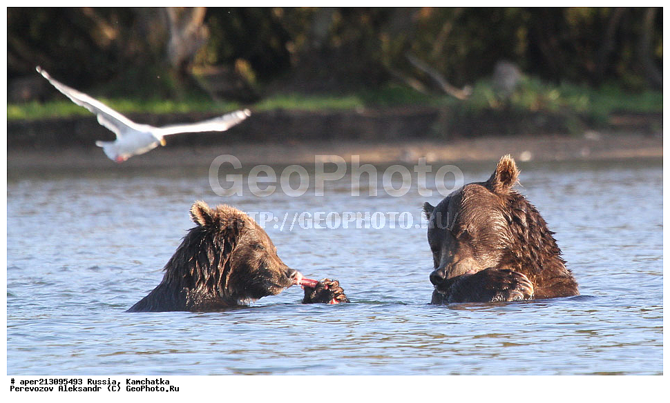 ����� ���������� , Ursidae, Ursus arctos, XYZ, ��������, ��������, ������������ �������, �� ��������, ����-���������� ��������, ��������, ��������, �����, �����, �������������, �������������, ������, �������, ����� �������