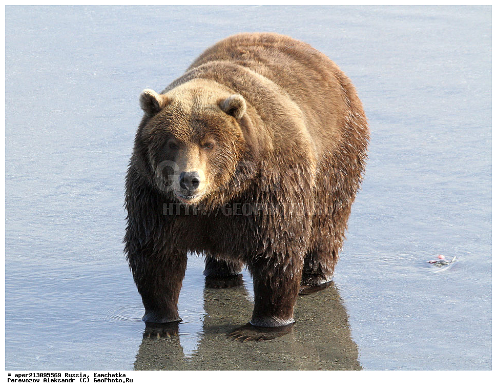 ����� ���������� , Ursidae, Ursus arctos, XYZ, ��������, ��������, ������������ �������, �� ��������, ����-���������� ��������, ��������, ��������, �����, �����, �������������, �������������, ������, �������, ����� �������, �������� ���,
