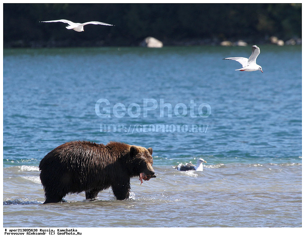����� ���������� , Ursidae, Ursus arctos, XYZ, ��������, ��������, ������������ �������, �� ��������, ����-���������� ��������, ��������, ��������, �����, �����, �������������, �������������, ������, �������, ����� �������, �������� ���,