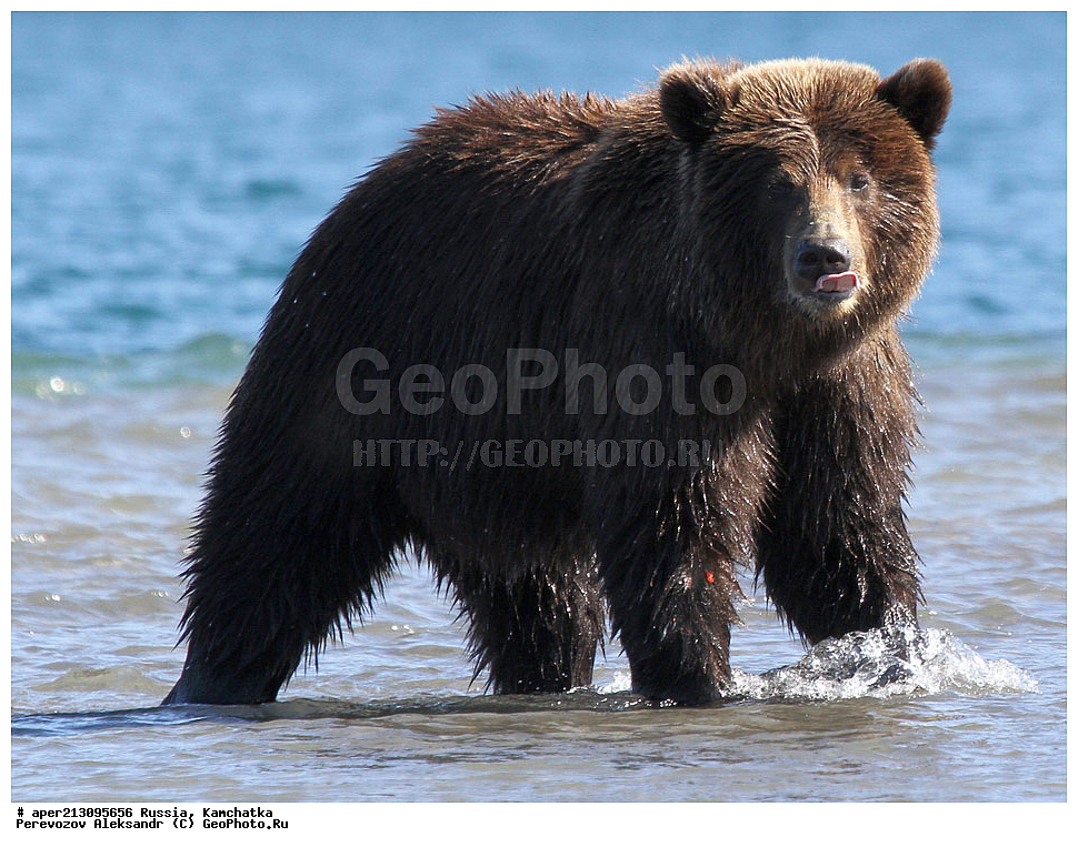 ����� ���������� , Ursidae, Ursus arctos, XYZ, ��������, ��������, ������������ �������, �� ��������, ����-���������� ��������, ��������, ��������, �����, �����, �������������, �������������, ������, �������, ����� �������