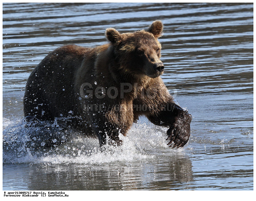 ����� ���������� , Ursidae, Ursus arctos, XYZ, ��������, ��������, ������������ �������, �� ��������, ����-���������� ��������, ��������, ��������, �����, �����, �������������, �������������, ������, �������, ����� �������, �������� ���,