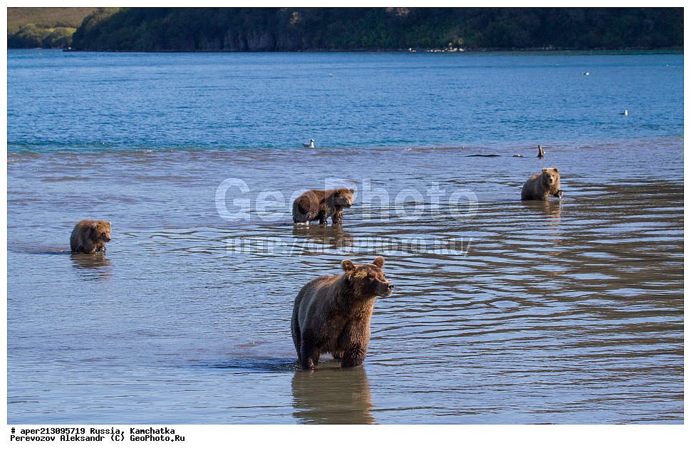 ����� ���������� , Ursidae, Ursus arctos, XYZ, ��������, ��������, ������������ �������, �� ��������, ����-���������� ��������, ��������, ��������, �����, �����, �������������, �������������, ������, �������, ����� �������, �������� ���,