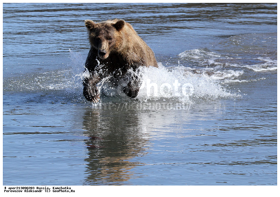 ����� ���������� , Ursidae, Ursus arctos, XYZ, ��������, ��������, ������������ �������, �� ��������, ����-���������� ��������, ��������, ��������, �����, �����, �������������, �������������, ������, �������, ����� �������, �������� ���,