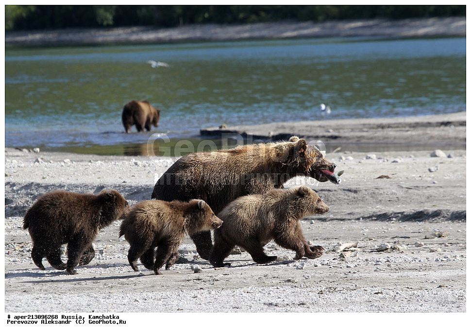����� ���������� , Ursidae, Ursus arctos, XYZ, ��������, ��������, ������������ �������, �� ��������, ����-���������� ��������, ��������, ��������, �����, �����, �������������, �������������, ������, �������, ����� �������, �������� ���,