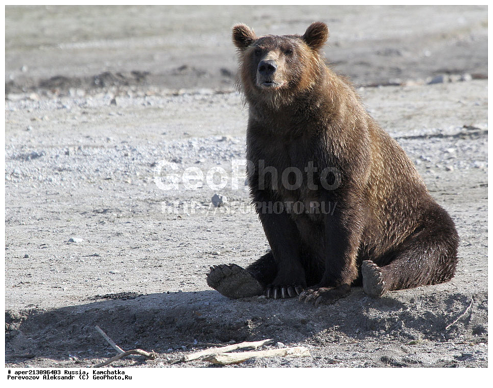 ����� ���������� , Ursidae, Ursus arctos, XYZ, ��������, ��������, ������������ �������, �� ��������, ����-���������� ��������, ��������, ��������, �����, �����, �������������, �������������, ������, �������, ����� �������, �������� ���,