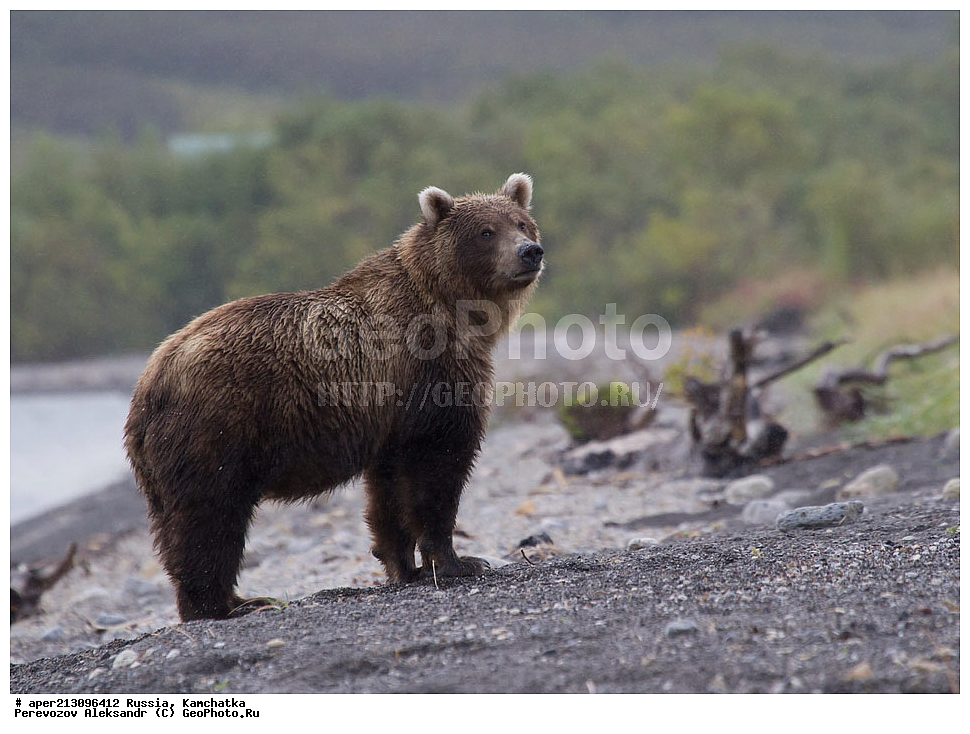 ����� ���������� , Ursidae, Ursus arctos, XYZ, ��������, ��������, ������������ �������, �� ��������, ����-���������� ��������, ��������, ��������, �����, �����, �������������, �������������, ������, �������, ����� �������, �������� ���,