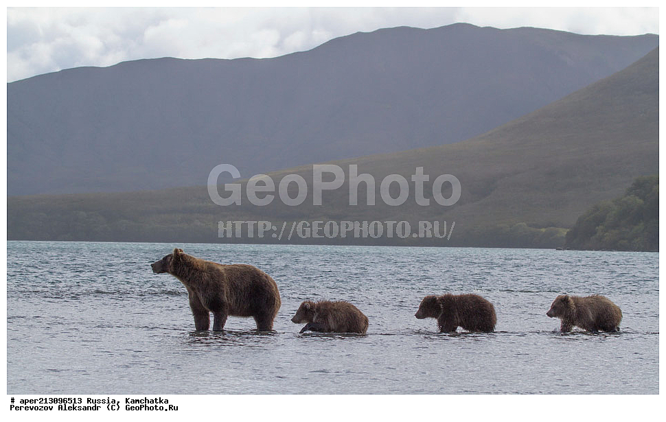 ����� ���������� , Ursidae, Ursus arctos, XYZ, ��������, ��������, ������������ �������, �� ��������, ����-���������� ��������, ��������, ��������, �����, �����, �������������, �������������, ������, �������, ����� �������, �������� ���,