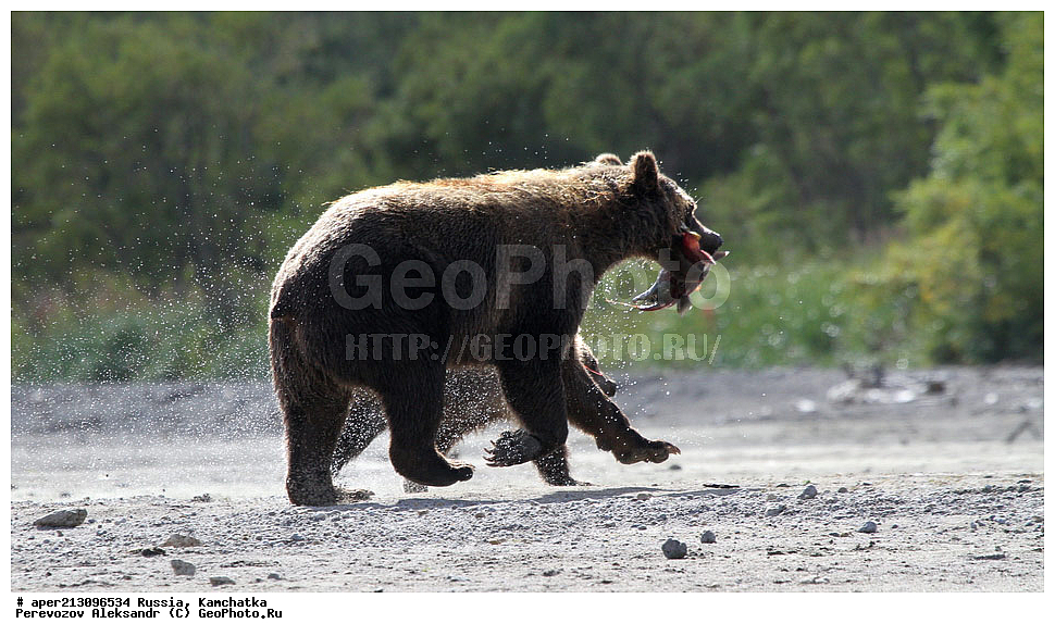 ����� ���������� , Ursidae, Ursus arctos, XYZ, ��������, ��������, ������������ �������, �� ��������, ����-���������� ��������, ��������, ��������, �����, �����, �������������, �������������, ������, �������, ����� �������, �������� ���,