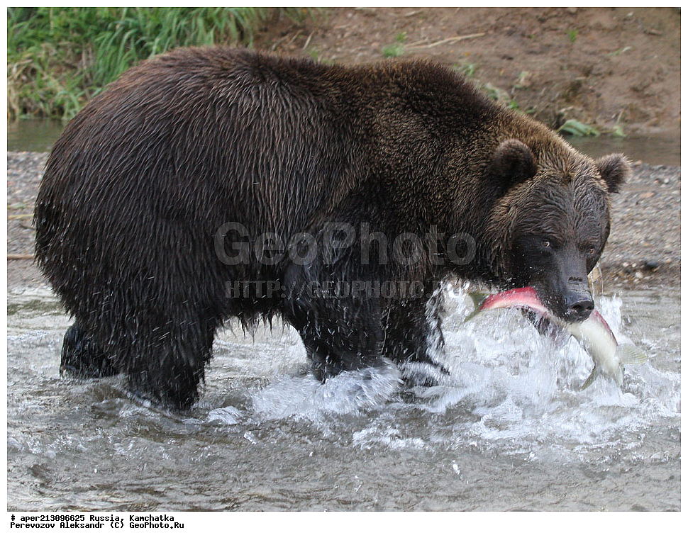 ����� ���������� , Ursidae, Ursus arctos, XYZ, ��������, ��������, ������������ �������, �� ��������, ����-���������� ��������, ��������, ��������, �����, �����, �������������, �������������, ������, �������, ����� �������, �������� ���,