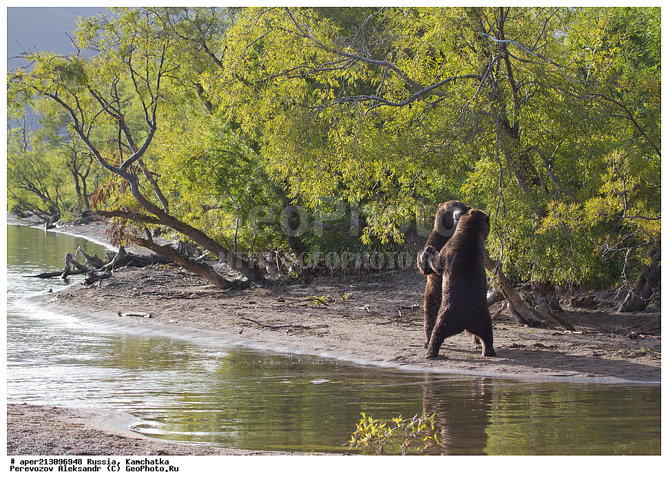 ����� ���������� , Ursidae, Ursus arctos, XYZ, ��������, ��������, ������������ �������, �� ��������, ����-���������� ��������, ��������, ��������, �����, �����, �������������, �������������, ������, �������, ����� �������, �������� ���,