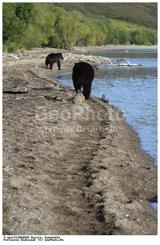 ����� ���������� , Ursidae, Ursus arctos, XYZ, ��������, ��������, ������������ �������, �� ��������, ����-���������� ��������, ��������, ��������, �����, �����, �������������, �������������, ������, �������, ����� �������, �������� ���,
