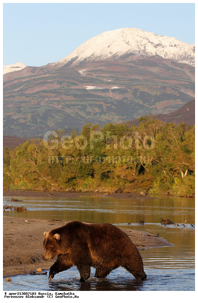 ����� ���������� , Ursidae, Ursus arctos, XYZ, ��������, ��������, ������������ �������, �� ��������, ����-���������� ��������, ��������, ��������, �����, �����, �������������, �������������, ������, �������, ����� �������, �������� ���,