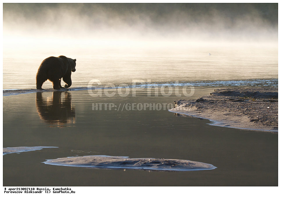 ����� ���������� , Ursidae, Ursus arctos, XYZ, ��������, ��������, ������������ �������, �� ��������, ����-���������� ��������, ��������, ��������, �����, �����, �������������, �������������, ������, �������, ����� �������, �������� ���,