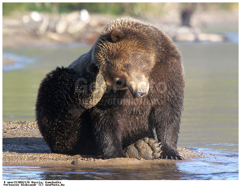 ����� ���������� , Ursidae, Ursus arctos, XYZ, ��������, ��������, ������������ �������, �� ��������, ����-���������� ��������, ��������, ��������, �����, �����, �������������, �������������, ������, �������, ����� �������, �������� ���,