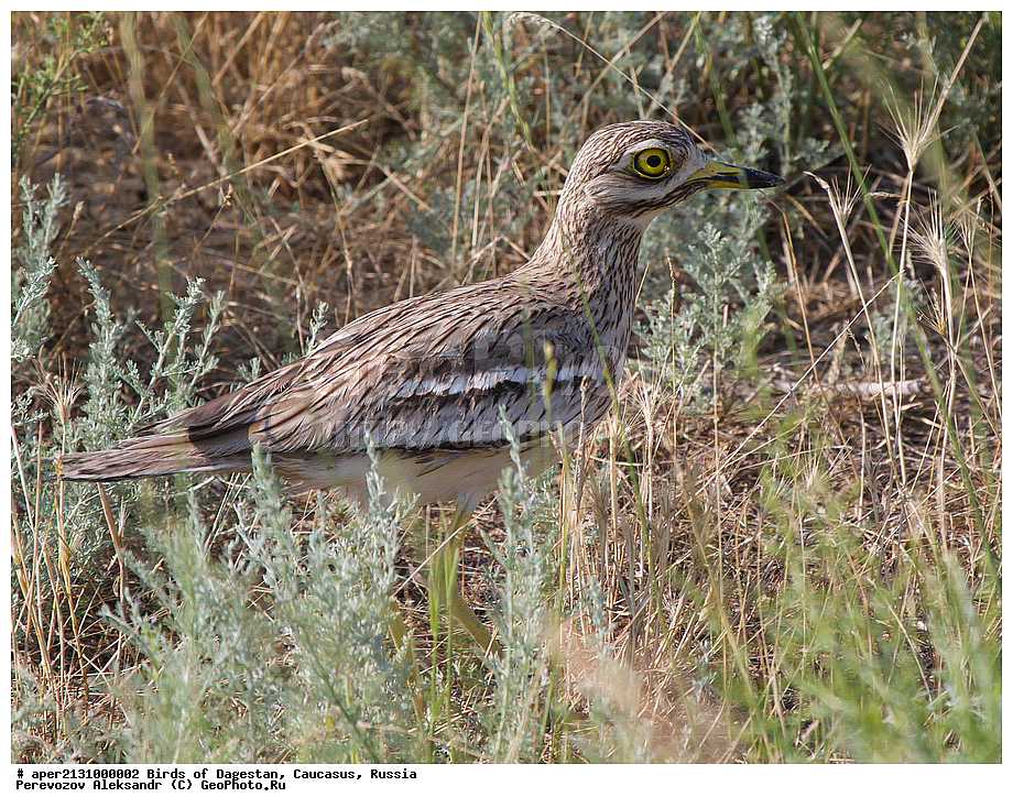 ����� ���������, �����, ��������, ������, ��������, ��������, �����, �����, ��������, �����������, XYZ, ����������, Burhinidae, �������, Burhinus oedicnemus