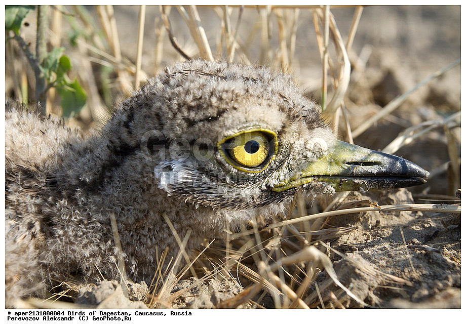 ����� ���������, �����, ��������, ������, ��������, ��������, �����, �����, ��������, �����������, XYZ, ����������, Burhinidae, �������, Burhinus oedicnemus