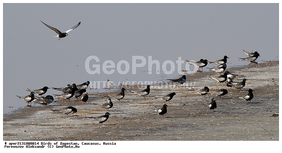 ����� ���������, �����, ��������, ������, ������� �����, ������� �����, �����, �����, XYZ, ���������, Sternidae, ���������� �������� ������, ���������� ������? Chlidonias leucopterus, ��������, ��������, ��������, �����������