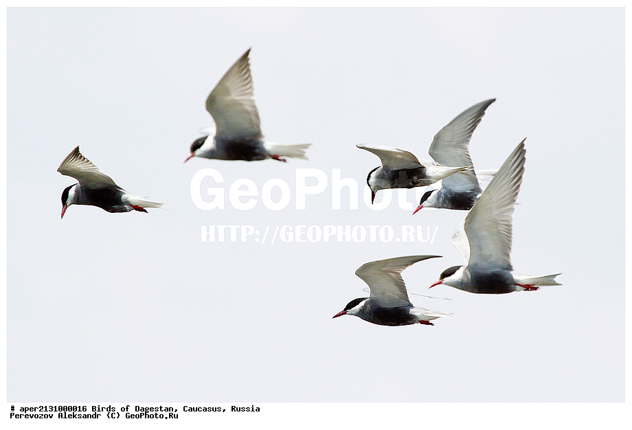 ����� ���������, �����, ��������, ������, ������� �����, ������� �����, �����, �����, XYZ, ���������, Sternidae, ��������� ������, ��������� �������� ������, ������ ������, Chlidonias hybrida, ��������, ��������, ��������, �����������