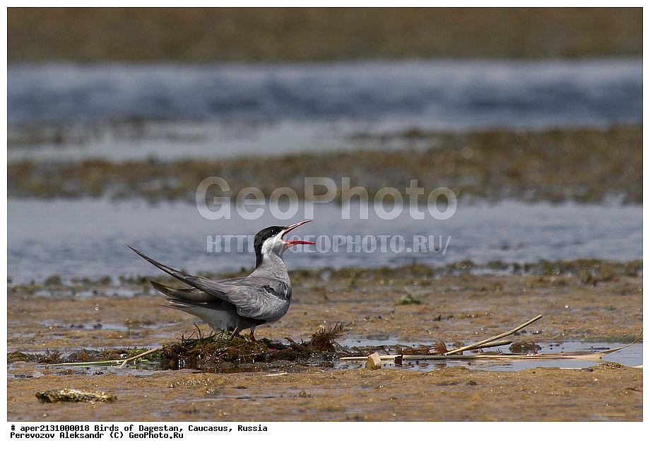 ����� ���������, �����, ��������, ������, ������� �����, ������� �����, �����, �����, XYZ, ���������, Sternidae, ��������� ������, ��������� �������� ������, ������ ������, Chlidonias hybrida, ��������, ��������, ��������, �����������