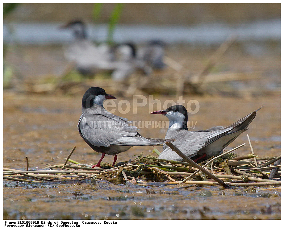 ����� ���������, �����, ��������, ������, ������� �����, ������� �����, �����, �����, XYZ, ���������, Sternidae, ��������� ������, ��������� �������� ������, ������ ������, Chlidonias hybrida, ��������, ��������, ��������, �����������