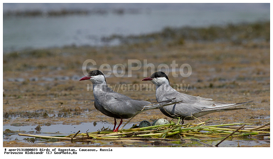 ����� ���������, �����, ��������, ������, ������� �����, ������� �����, �����, �����, XYZ, ���������, Sternidae, ��������� ������, ��������� �������� ������, ������ ������, Chlidonias hybrida, ��������, ��������, ��������, �����������