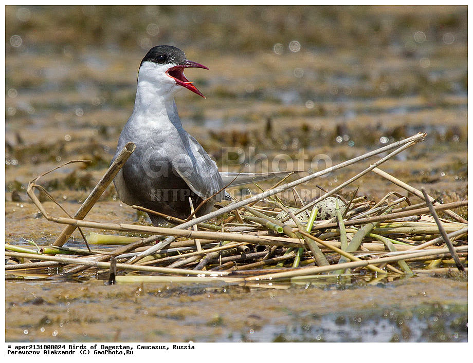 ����� ���������, �����, ��������, ������, ������� �����, ������� �����, �����, �����, XYZ, ���������, Sternidae, ��������� ������, ��������� �������� ������, ������ ������, Chlidonias hybrida, ��������, ��������, ��������, �����������